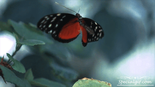 Mariposa-aleteando